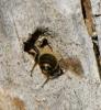 Osmia sp.